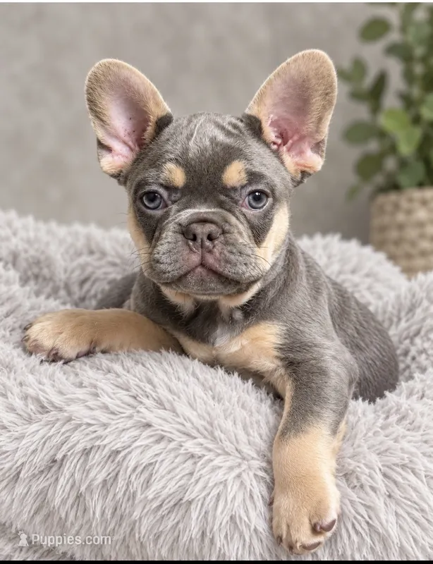 🩶Stitch🩶 – French Bulldog puppy for sale in Summerville, SC