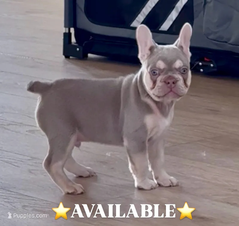 ⭐️ Sterling-AKC ⭐️ – French Bulldog puppy for sale in Summerville, SC