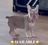 ⭐️ Sterling-AKC ⭐️, a male French Bulldog for sale in Summerville, SC – 1 of 1