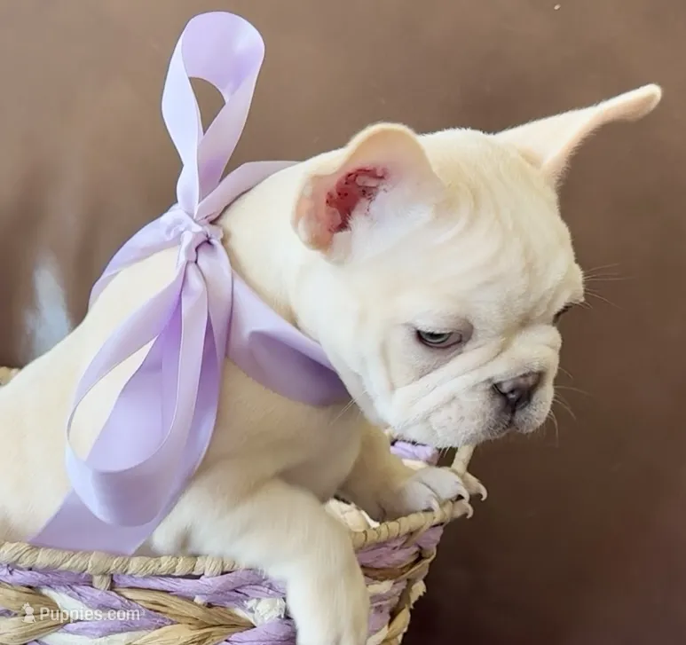 🍎 AKC Apple 🍎 -SOLD – French Bulldog puppy for sale in Summerville, SC