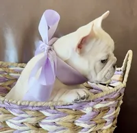 🍎 AKC Apple 🍎 -SOLD, a female French Bulldog for sale in Summerville, SC – 2 of 4