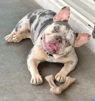 🍎 AKC Apple 🍎 -SOLD, a female French Bulldog for sale in Summerville, SC – 4 of 4