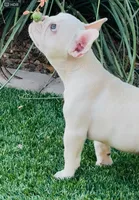 ❤️AKC PLATINUM APOLLO❤️-SOLD, a male French Bulldog for sale in Summerville, SC – 2 of 4