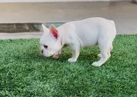 ❤️AKC PLATINUM APOLLO❤️-SOLD, a male French Bulldog for sale in Summerville, SC – 4 of 4