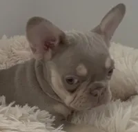 ❤️ Lilo ❤️, a female French Bulldog for sale in Summerville, SC – 1 of 2