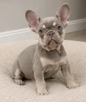 ❤️ Lilo ❤️-SOLD, a female French Bulldog for sale in Summerville, SC – 1 of 2