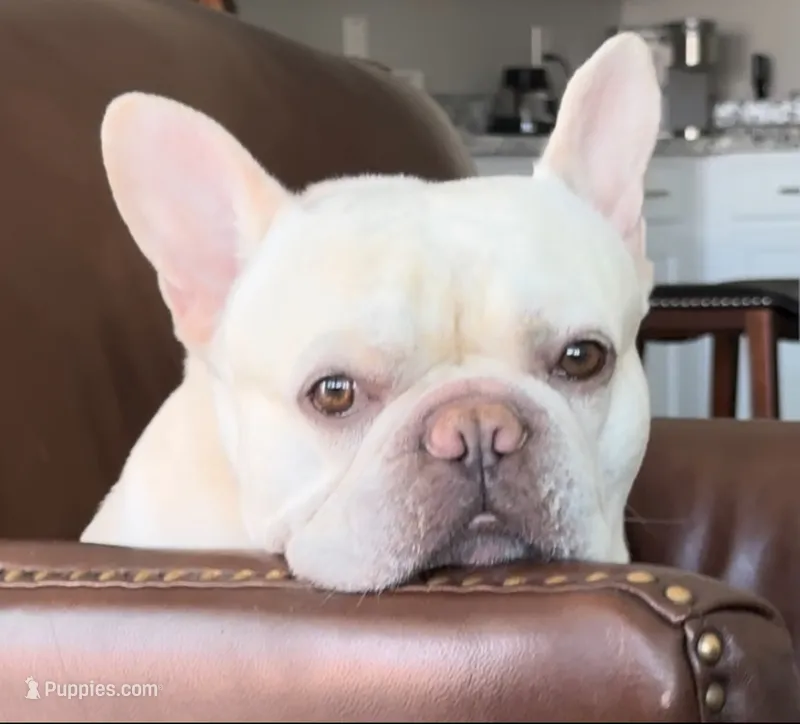 Finley-Adopted – French Bulldog puppy for sale in Summerville, SC