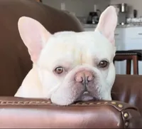 Finley-Adopted, a male French Bulldog for sale in Summerville, SC – 1 of 1
