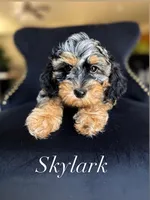 Skylark , a male Aussiedoodle for sale in Sacramento, CA – 1 of 1