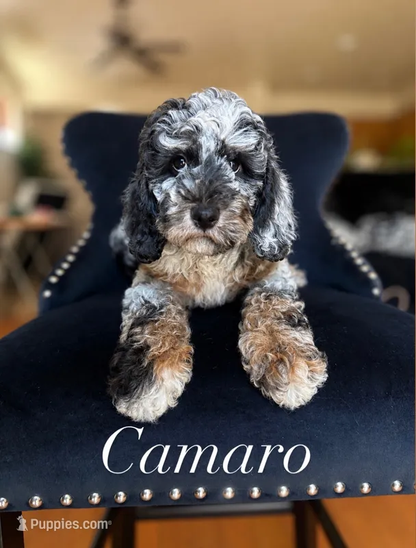 Camaro – Aussiedoodle puppy for sale in Sacramento, CA