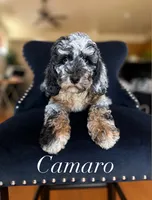 Camaro, a female Aussiedoodle for sale in Sacramento, CA – 1 of 1