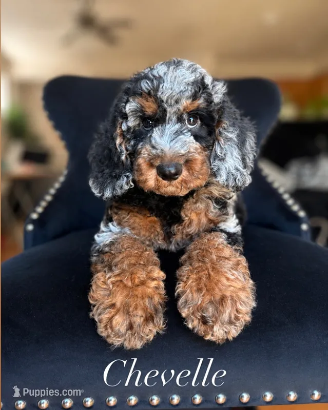 Chevelle – Aussiedoodle puppy for sale in Sacramento, CA