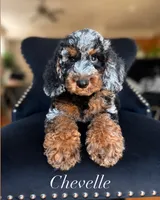 Chevelle, a female Aussiedoodle for sale in Sacramento, CA – 1 of 1