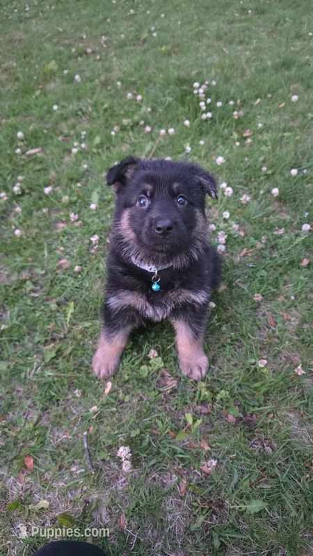 Bones – German Shepherd Dog puppy for sale in Ladysmith, WI