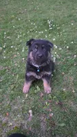 Bones, a male German Shepherd Dog for sale in Ladysmith, WI – 1 of 4