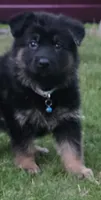 Bones, a male German Shepherd Dog for sale in Ladysmith, WI – 4 of 4