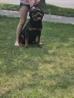 Xena, a female Rottweiler for sale in Ladysmith, WI – 6 of 6
