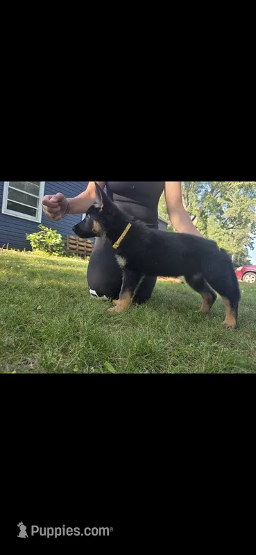 Pixxie – German Shepherd Dog puppy for sale in Ladysmith, WI