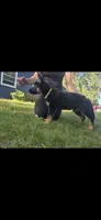 Pixxie, a female German Shepherd Dog for sale in Ladysmith, WI – 1 of 5