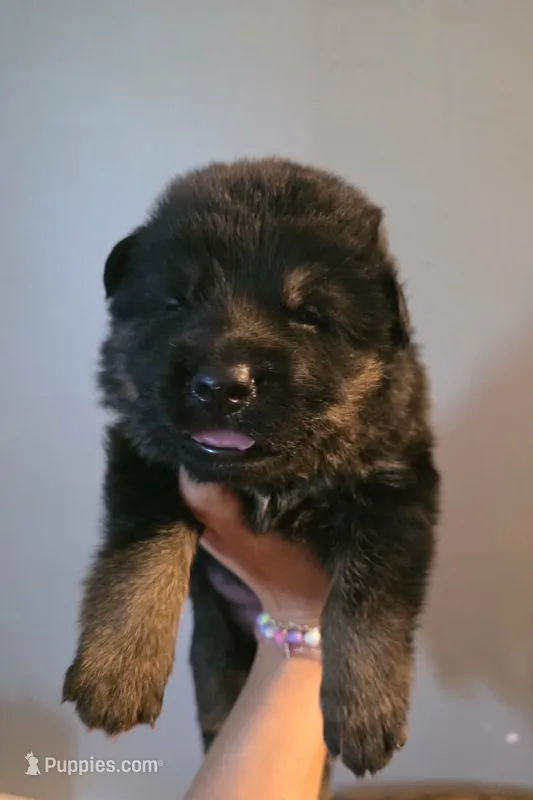 Male 2 – German Shepherd Dog puppy for sale in Cadott, WI