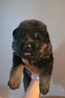 Male 2, a male German Shepherd Dog for sale in Cadott, WI – 1 of 2