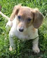 Minnie Mouse, a female Miniature Dachshund for sale in Ladysmith, WI – 1 of 4