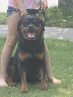 Xena, a female Rottweiler for sale in Ladysmith, WI – 1 of 6