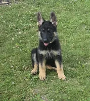 Lilo, a female German Shepherd Dog for sale in Ladysmith, WI – 4 of 7