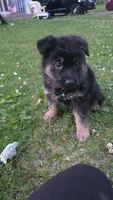 Bones, a male German Shepherd Dog for sale in Ladysmith, WI – 2 of 4