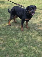Xena, a female Rottweiler for sale in Ladysmith, WI – 5 of 6