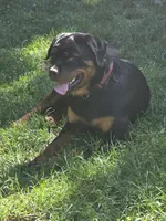 Male Perra, a female Rottweiler for sale in Ladysmith, WI – 3 of 6