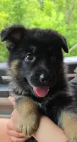 River, a male German Shepherd Dog for sale in Ladysmith, WI – 1 of 5