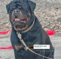 Male Perra, a female Rottweiler for sale in Ladysmith, WI – 6 of 6