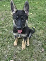 Lilo, a female German Shepherd Dog for sale in Ladysmith, WI – 7 of 7