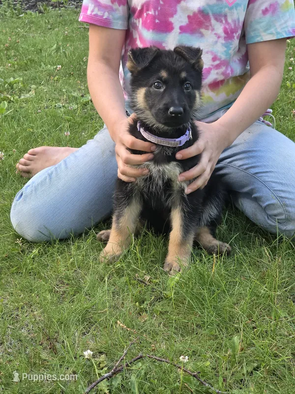 Female  – German Shepherd Dog puppy for sale in Ladysmith, WI