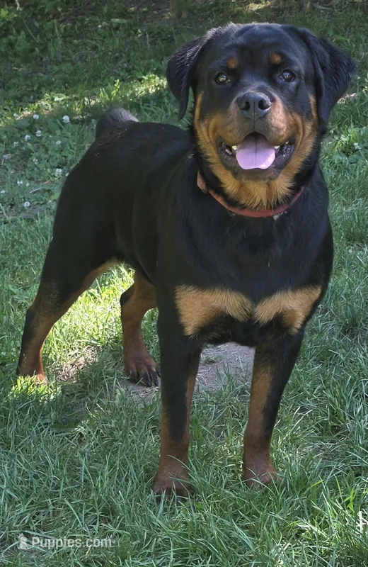 Male Perra – Rottweiler puppy for sale in Ladysmith, WI