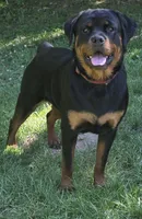 Male Perra, a female Rottweiler for sale in Ladysmith, WI – 1 of 6