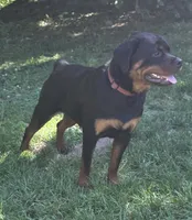 Male Perra, a female Rottweiler for sale in Ladysmith, WI – 2 of 6
