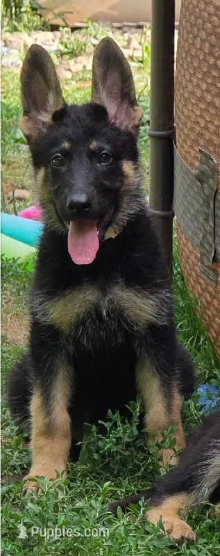 Lilo – German Shepherd Dog puppy for sale in Ladysmith, WI