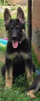 Lilo, a female German Shepherd Dog for sale in Ladysmith, WI – 1 of 7