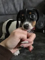 Female , a female Dachshund for sale in Cadott, WI – 3 of 4