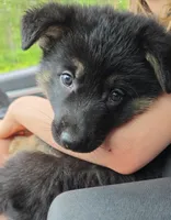 River, a male German Shepherd Dog for sale in Ladysmith, WI – 2 of 5
