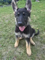 Lilo, a female German Shepherd Dog for sale in Ladysmith, WI – 5 of 7