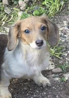 Minnie Mouse, a female Miniature Dachshund for sale in Ladysmith, WI – 4 of 4
