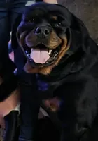 Male Perra, a female Rottweiler for sale in Ladysmith, WI – 5 of 6
