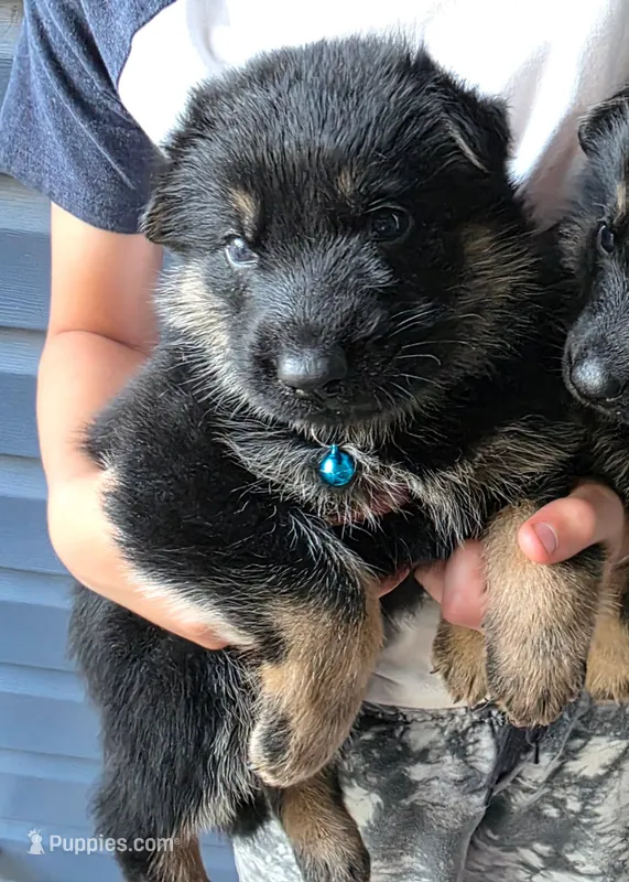 Male 2 – German Shepherd Dog puppy for sale in Ladysmith, WI