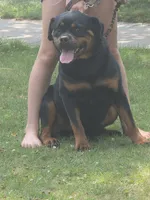 Xena, a female Rottweiler for sale in Ladysmith, WI – 3 of 6