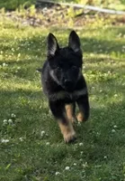 Pixxie, a female German Shepherd Dog for sale in Ladysmith, WI – 3 of 5