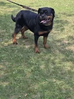 Xena, a female Rottweiler for sale in Ladysmith, WI – 4 of 6