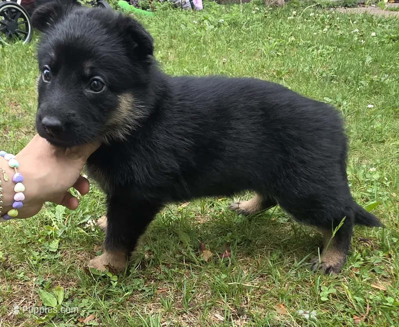 Female  – German Shepherd Dog puppy for sale in Ladysmith, WI